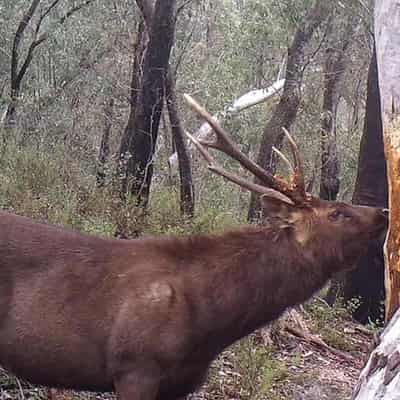 Feral deer fatten up on rare, threatened alpine plants