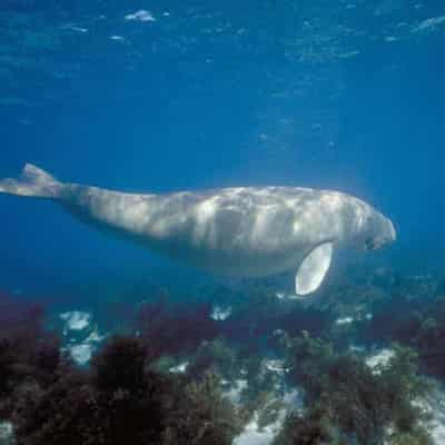 Dugongs in steady decline along Great Barrier Reef