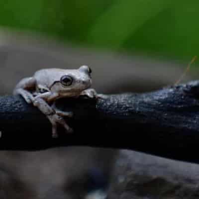 Science comes naturally to observant Aussie citizens