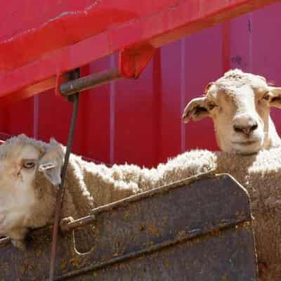 Farmers plea with PM to rethink live sheep export ban