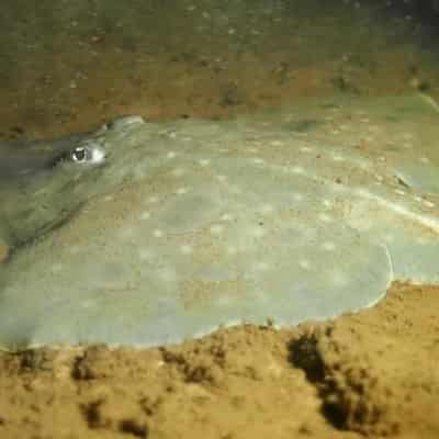 Salmon farmers' artificial oxygen endangered fish fix