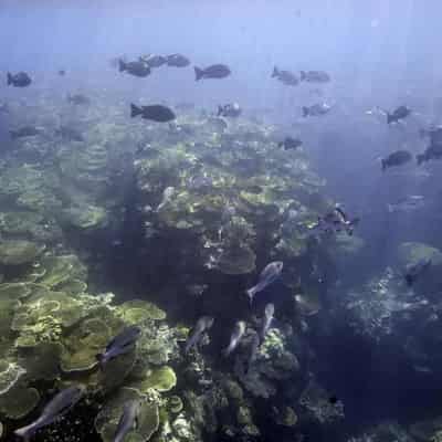 Global reef protection fund 'a drop in the ocean'