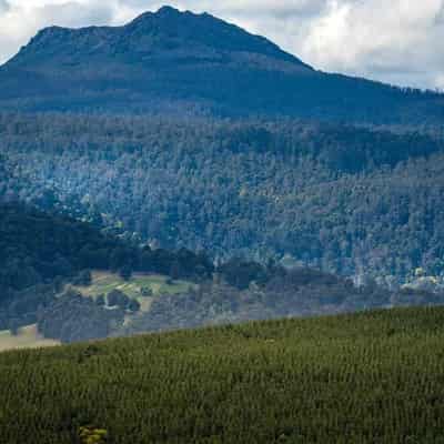 Super fund invests in Tasmanian private forestry