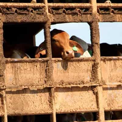 Live cattle ship turning back to Darwin after fire