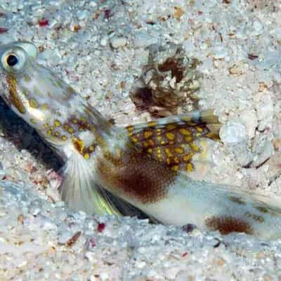 New fish species discovered in Great Barrier Reef