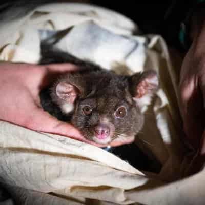 Habitat of endangered glider largely unprotected in Qld