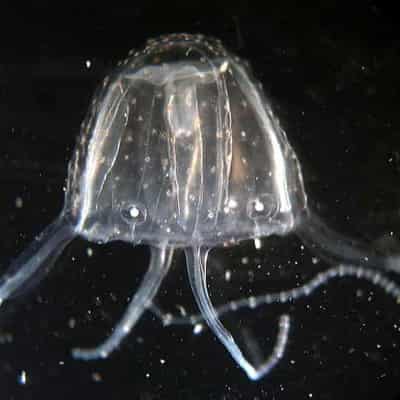 Stranded fishermen stung by lethal box jellyfish