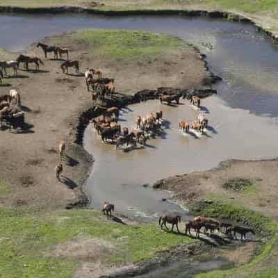 'Extinction risk': federal backing for feral horse cull