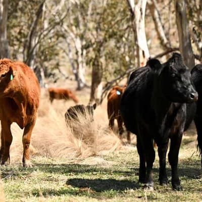 Agriculture strategies need to be 'better connected'