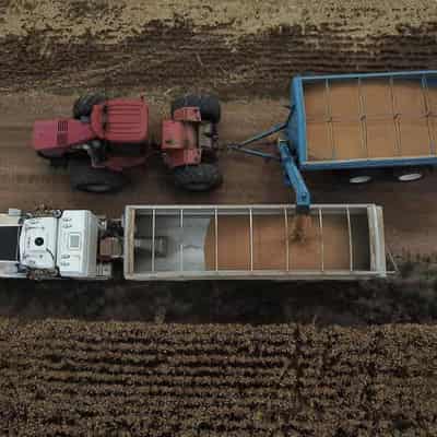 Winter crop production to fall amid drier conditions