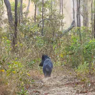 Pig tsar crowned to fight feral hog crisis in NSW first