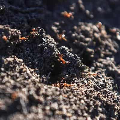 Senate to probe efforts to eradicate fire ants