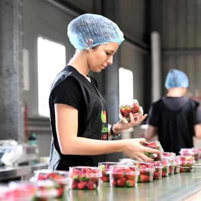 More women and young people join agricultural workforce