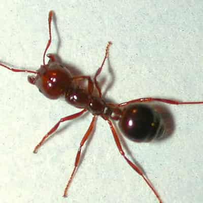 Millions to eradicate fire ant, devastating super-pest