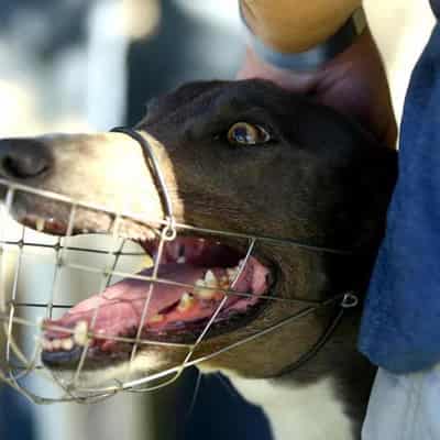 Top greyhound trainer banned for life after 'lure' find