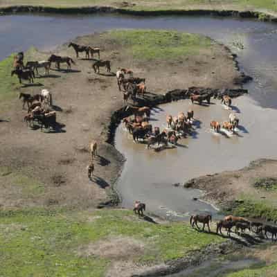 Aerial shooting cleared after brumby numbers boom