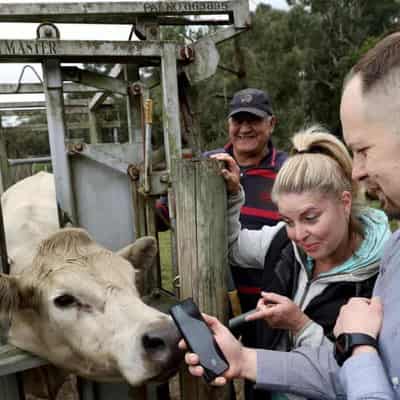 'Facebook for cows' technology tackling cattle theft