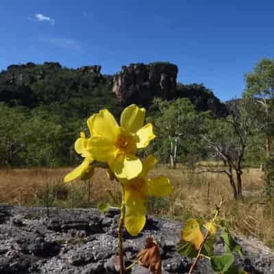 Mixed response to consultation on new laws for nature