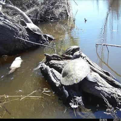 Rare white platypus spotted, but it's not an albino