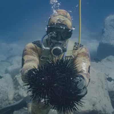 Urgent urchin action a win-win for jobs and environment