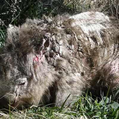 The hidden disease killing Australia's wombats