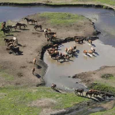 Emissions higher in mossy wetlands with brumbies: study