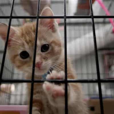 Shelters close doors to new cats amid vaccine shortage