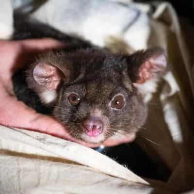 Daytime search for nocturnal glider sparks new rules