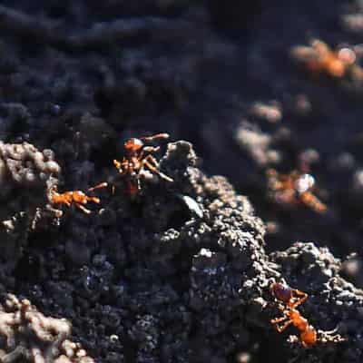 Bait shortage white-ants bid to end spread of tiny pest