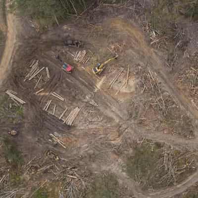 'Dying industry': taxpayers prop up native tree logging