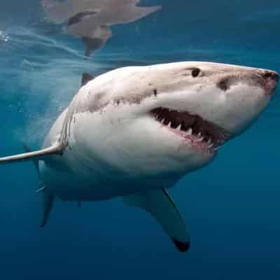 Shark attack leaves woman with serious head injuries