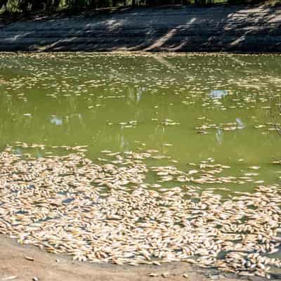 'Very high' risk of major summer fish kill in Darling