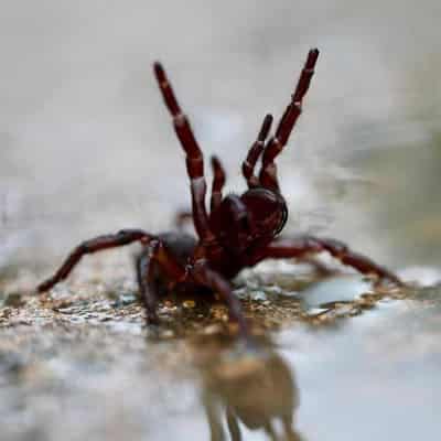 Aussies unprepared for nastier summer bites and stings