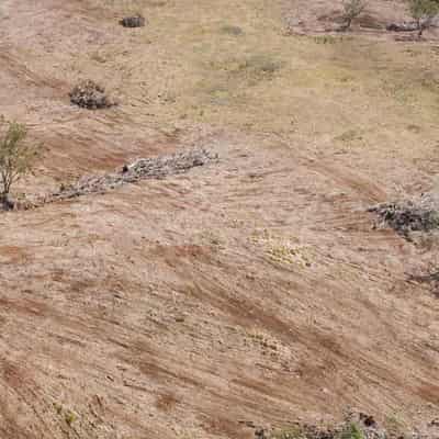 What Westpac zero deforestation pledge means for ag