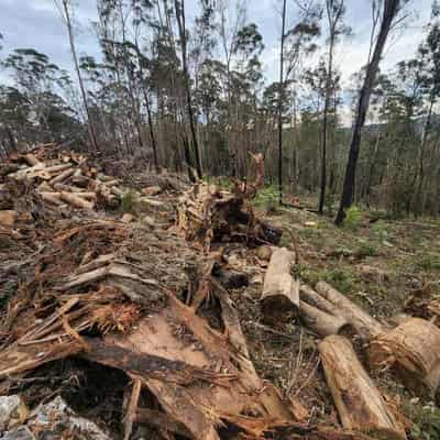 Forestry Corporation hit with stop work order over dens