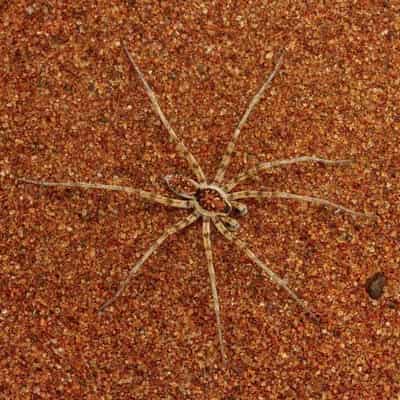 Almost 50 new spider species identified in Australia