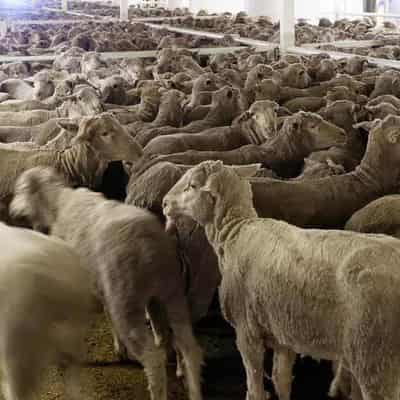 Charges dropped against exporter over 2400 sheep deaths