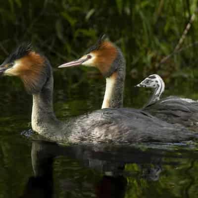 Vomiting puteketeke wins New Zealand bird competition