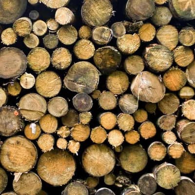VicForests records $60m loss as industry closure looms