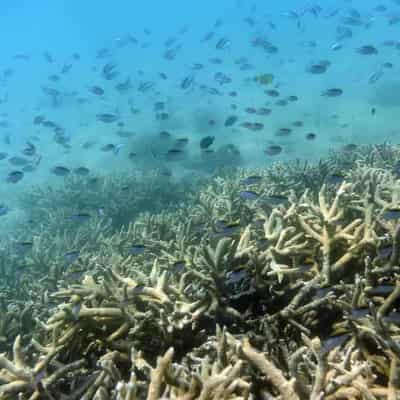 Gillnet fishing ban to protect Great Barrier Reef