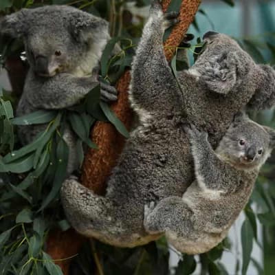 Forestry contractor fined $79,000 for koala cruelty