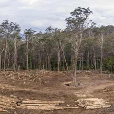 NSW Forestry Corp sorry for destroying protected trees