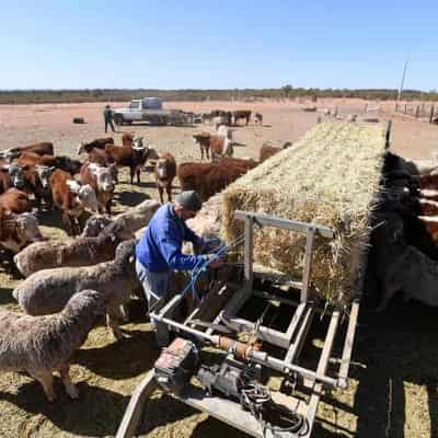 Low-interest loans for farmers as drought grips NSW