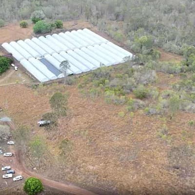 Police farm raid yields $70m cannabis crop