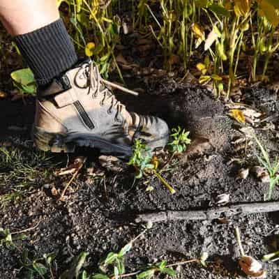 Invasive fire ants jump border from Queensland to NSW