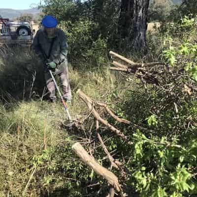 CSIRO targets invasive weeds with natural enemies