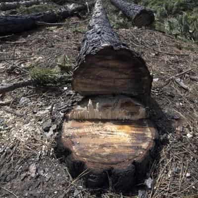 Mass illegal tree removal devastates harbourside suburb