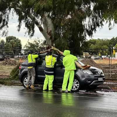 Wild storms bring floods, felled trees, Free Willy