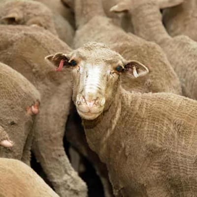 Live sheep export ban could cost WA economy $128m