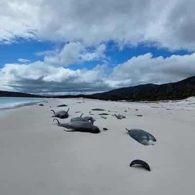 'Social nature' may have contributed to whale stranding